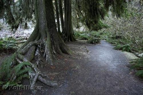 Photo: 
rain forest picture