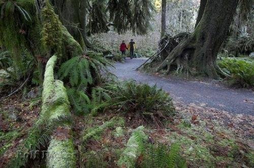 Photo: 
Olympic Hoh Rain Forest Pictures