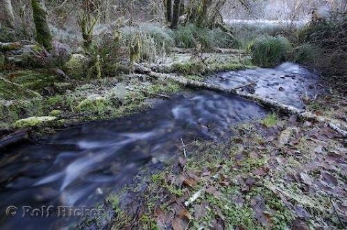 Photo: 
rain forest stream