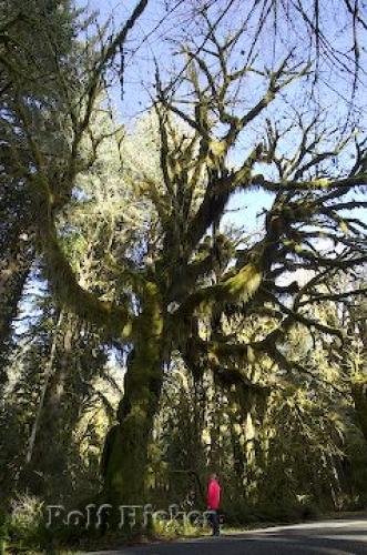 Photo: 
rain forest tree