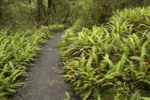 Rainforest Plants Large Ferns New Zealand | Photo, Information