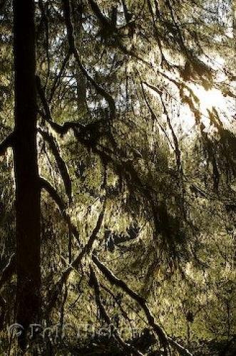 Photo: 
rainforest info