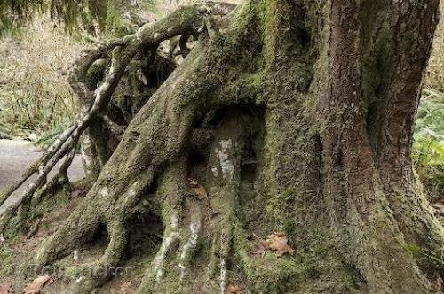 Photo: 
rainforest photo