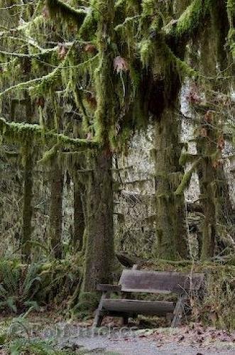 Photo: 
rainforest pics