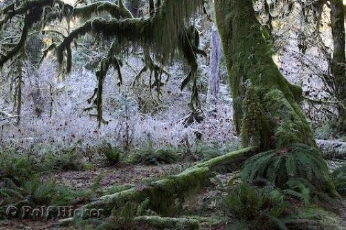 Photo: 
rainforest pictures