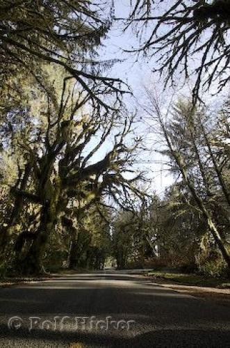Photo: 
rainforest road picture