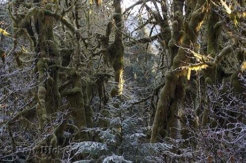 Photo: 
rainforest undergrowth