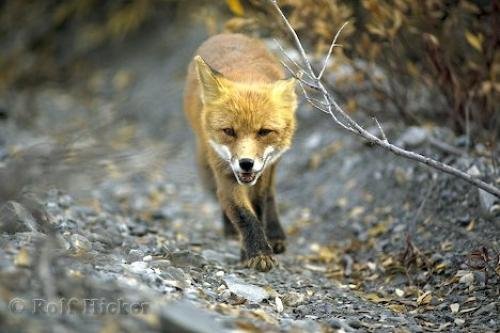 Photo: 
Red Fox Alaska USA