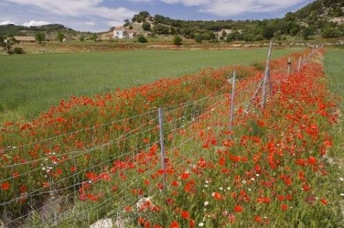 Photo: 
Red Poppy Field Morella Spain