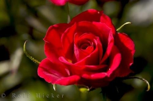 Photo: 
Red Rose