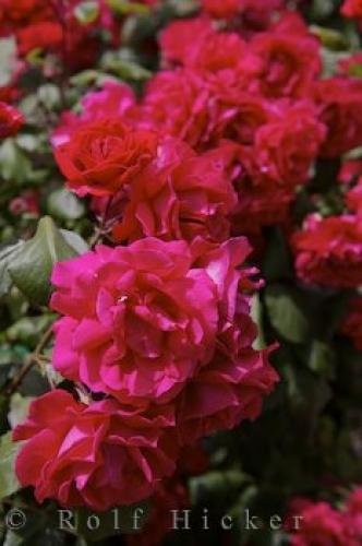 Photo: 
Red Roses Picture