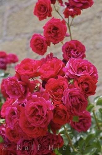 Photo: 
Red Roses