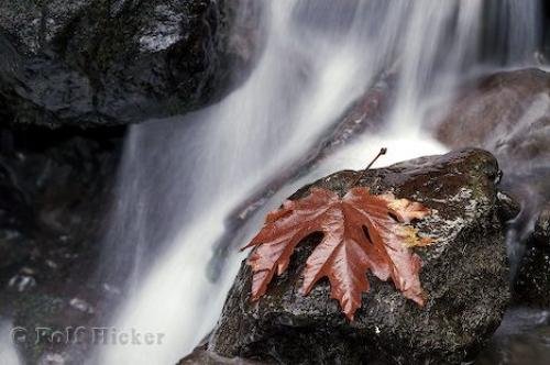 Photo: 
Red Leaves
