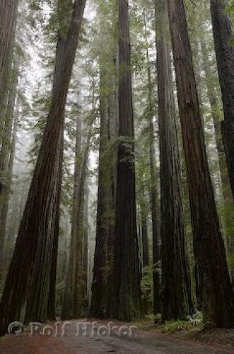 Photo: 
Redwood Forest