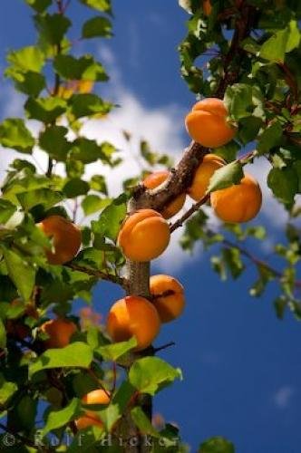 Photo: 
Ripe Apricots Orchard Trees Central Otago
