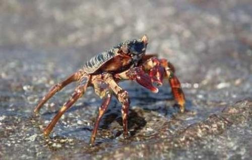 Photo: 
Rock Crab