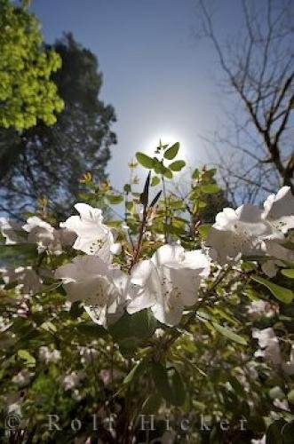 Photo: 
Ronnings Garden Vancouver Island