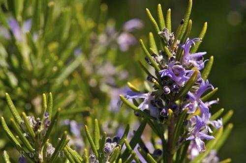 Photo: 
Rosemary Blooms Provence