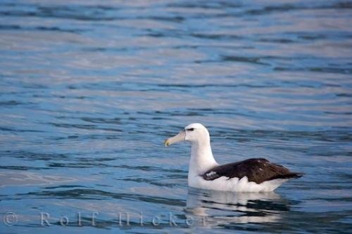 Photo: 
Royal Albatross Kaikoura Coast New Zealand