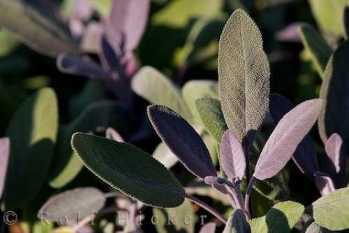 Photo: 
Sage Picture