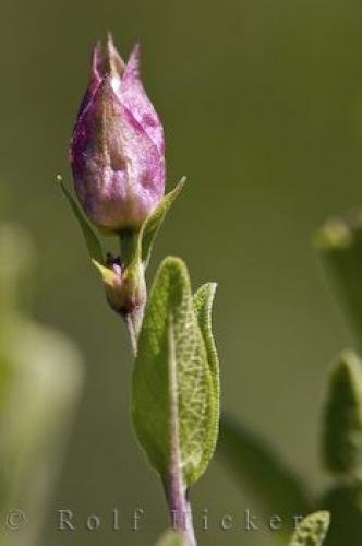 Photo: 
Sage Plant Bud La Source Parfumee Gardens Provence