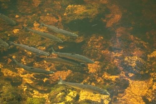 Photo: 
Salmon Pool Newfoundland