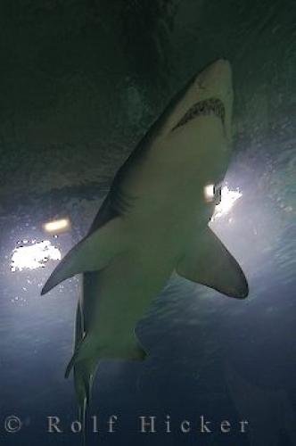 Photo: 
Sand Tiger Shark