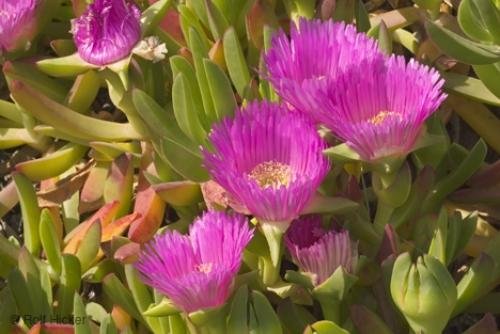 Photo: 
Lampranthus spectabilis