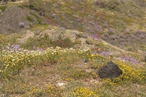 Photo: 
Wildflowers Spring Santorini