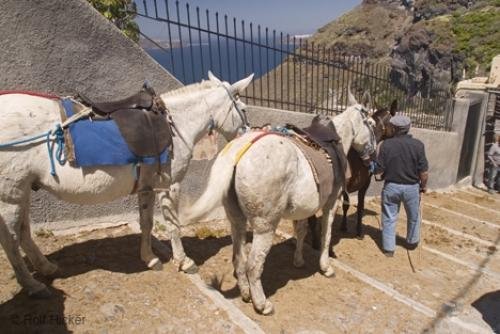 Photo: 
santorini donkey