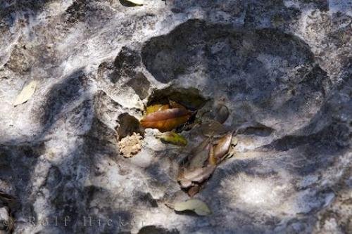 Photo: 
Scallop Shell