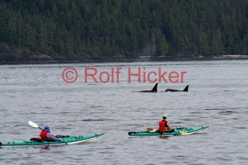 Photo: 
Sea Kayaking Vancouver Island