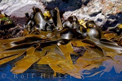 Photo: 
Sea Kelp Kaikoura