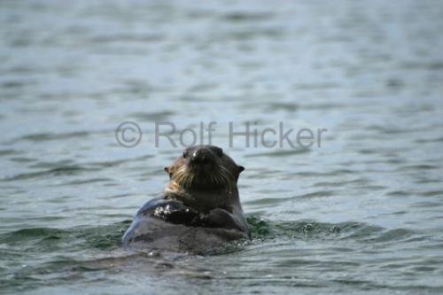 Photo: 
Sea Otter