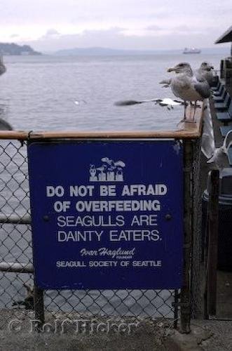 Photo: 
Seattle Seagulls