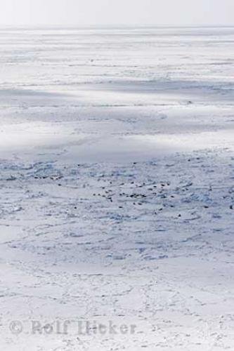 Photo: 
seal herd
