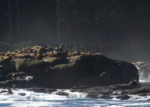 Photo: 
Sealions Eumetopias jubatus Shoreline