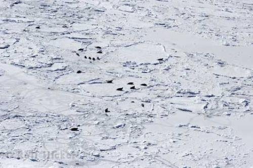 Photo: 
seals on ice