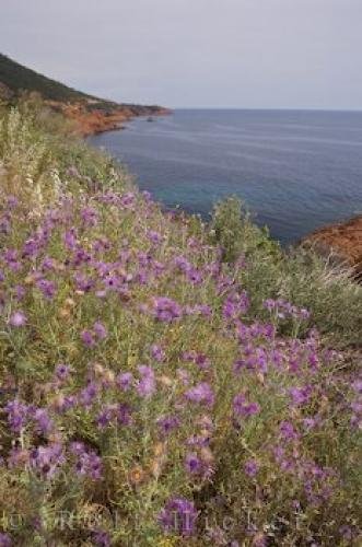 Photo: 
Seaside Thistles Coastal Landscape Cote D Azur