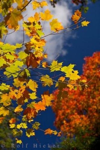 Picture of some shades of fall colors along a trail<br /> in the Algonquin Provincial Park, Ontario, Canada. Photo: 
Shades Of Fall Colors Algonquin Provincial Park