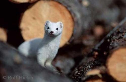 Photo: 
Short Tailed Weasel