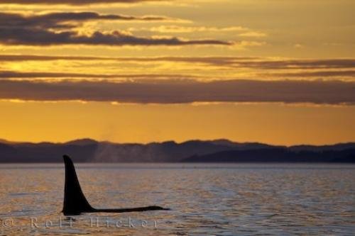 Photo: 
Sleeping Killer Whale Northern Vancouver Island