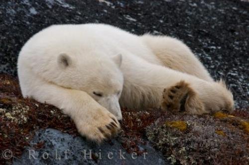 Photo: 
Sleeping Polar Bear Churchill Manitoba Canada