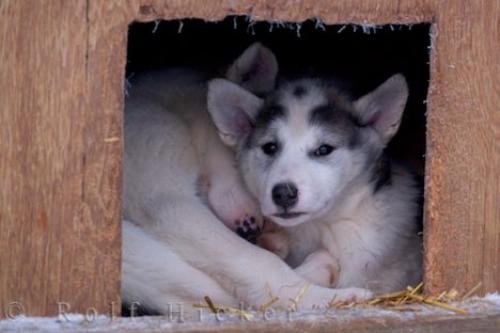 Photo: 
Sleeping Canadian Eskimo Dog Puppies Picture