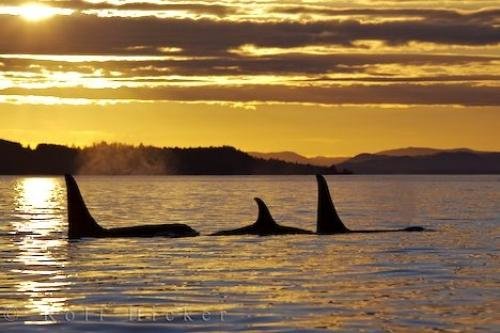 Photo: 
Sleeping Whales Northern Vancouver Island