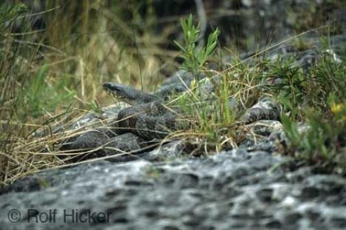Photo: 
Snake