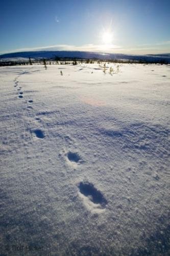 Photo: 
Yukon Snow