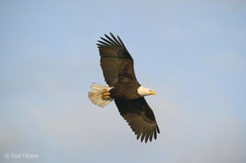 Photo: 
Soaring Eagle Blue Sky
