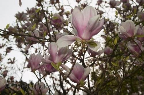 Photo: 
botanical gardens