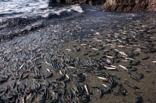 Photo: 
Spawning Capelin Fish Newfoundland Labrador